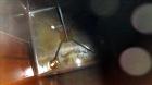 Used Carbon Steel Clawson Tank Company Liquid Tote