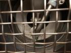 Used Tema H-200 Conturbex Screening Centrifuge