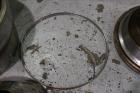 Used Westfalia SA-20-03-076 Desludger Disc Centrifuge