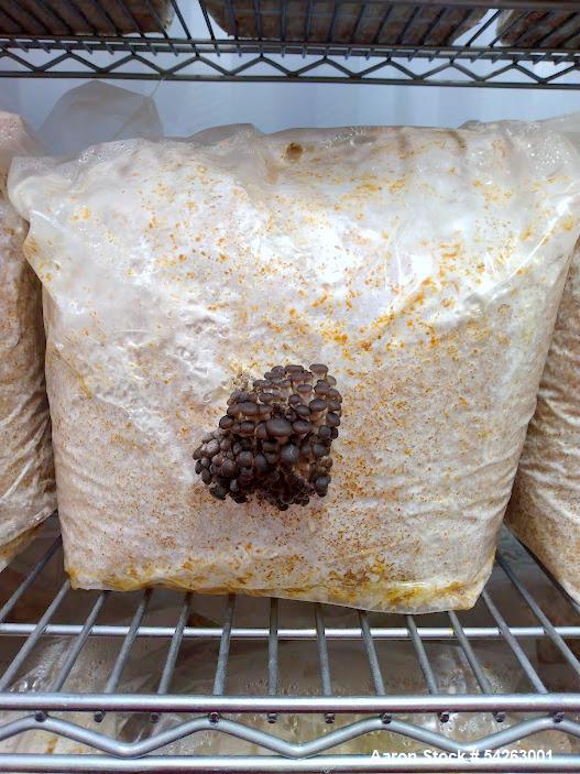 Used Semi-Automated Mushroom Substrate Processing System for Sale