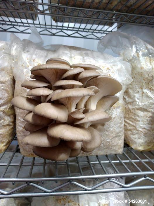 Used Semi-Automated Mushroom Substrate Processing System for Sale