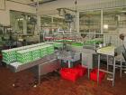 Used Sanovo Egg-Breaking and Separation Line