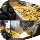 Potato Chips Line with capacity 600 kg/hour