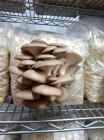 Used Semi-Automated Mushroom Substrate Processing System for Sale