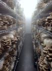 Used Semi-Automated Mushroom Substrate Processing System for Sale