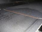 Used Belt Conveyor, Carbon Steel. 48