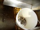 Used Vanmark Potato Feeder. (2) Approximate 3 1/2