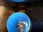 Used Vanmark Potato Feeder. (2) Approximate 3 1/2