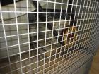 Used Baltimore Aircoil Cooling Tower, Model FXT-099C.
