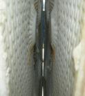 Used JWI Filter Press, Model 1000G32-38-31SYLS. (38) 39 1/2
