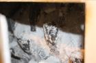 Used Gundlach Heavy Duty Roll Crusher, Model 3020D, Carbon Steel.
