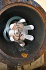 Used Netzsch Horizontal Media Mill, Model LME-200K, Type 574.77.08, Carbon Steel. Jacketed chamber capacity 59.9 gallon (227 liter). Throughput approximately 200-2000 liters per hour. Chamber approxi...