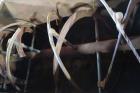 Used Hayes & Stolz 196 Cubic Feet Carbon Steel Double Ribbon Blender