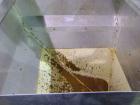 Used Meyer Bucket Elevator, Carbon Steel. 40