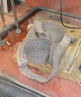 Used Table Top Belt Conveyor. Approximately 4