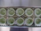 Used Multivac R255 Thermo Forming Packager