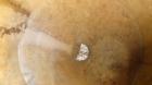 Used Stainless Steel Shick Tube-Veyor Hopper