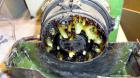 Used Macchi Recotrim Trim & Film Waste Pelletizing Line, Model ES40. Consisitng of: (1) 35mm Single screw extruder, approximate 19.2 L/D ratio. Electrically heated, air cooled 2 zone non-vented barre...