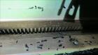 Used Rapid Granulator, Model R-36