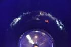 Used De Dietrich Clamp Top Glass Lined Reactor, 30 Gallon, 9115 Blue Glass. Vertical. Approximately 19-1/2 diameter x 24 straight side, dished bolt on top, dish bottom. Internal rated 150/FV psi at 5...