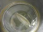 Used Kason Drum Sifter / Sieve, Model KDS24-SS, 24