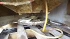 Used Sweco Scalper Screener, Model XS60S156SBSL, 304 Stainless Steel.  60” Diameter single deck, 2 separation.  No top cover.  Driven by a 2-1/2 hp, 3/60/460 volt, 1160 rpm motor.  Mounted on a stain...