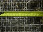 Used Great Western Tru-Balance Sifter, Model 211