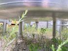 Used Stainless Steel Tank, Approximate 135 Gallon, 304 Stainless Steel, Vertical. Approximate 33