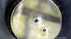 Used 80 Gallon Stainless Steel Precision Stainless Pressure Tank
