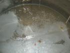 USED: Approximate 1000 gallon stainless steel tank. Approximately 6' diameter x 5' straight side. Flat top and bottom, insulated..