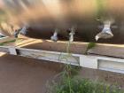 Used Glacier Tanks 40 BBL Stainless Steel Brew Tank / Fermenter – Jacketed Conical Fermentation Vessel
