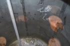Used Groen Tank, 2500 Gallons, 304 Stainless Steel, Vertical. 90” Diameter x 78” straight side, dished top and bottom. Openings top (2) 1-5/8” threaded, 2-1/2” threaded, 15-3/4” man way with cover. 2...