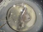 Used Metal Equipment Company Tank, 3,000 gallon, stainless steel, vertical. Approximate 96