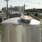 Used Walker 5000 Gallon 304 Stainless Steel Vertical Tank. This tank has a dome top and a dish bottom. The tank diameter is 102
