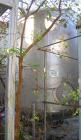 USED: Walker 10,000 gallon, type 304L stainless steel, storage tank. Vertical, dished heads. Approximate 11' diameter x 12' straight side. Misc top and side flanged openings. Side openings include an...